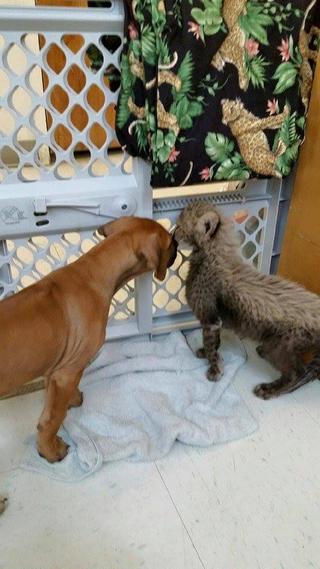 Illustration for article titled Cheetah Cub Meets Puppy BFF